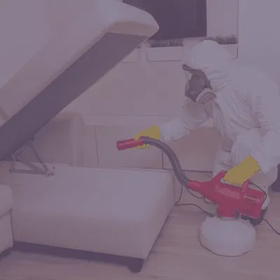 Dératisation à Clamart et Paris : Le guide complet de l’expert JVNET