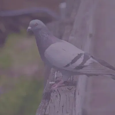 Anti-Pigeons JVNET à Paris