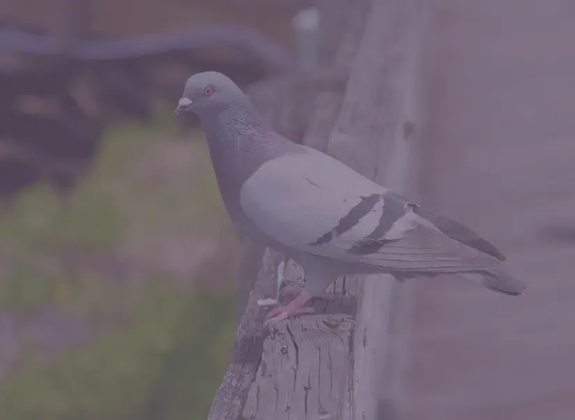 Anti-Pigeons JVNET à Paris