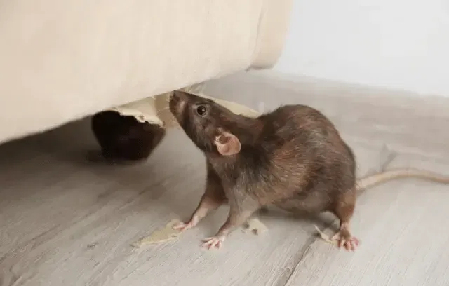 Dératisation Clamart : Rats, Souris et Rongeurs​