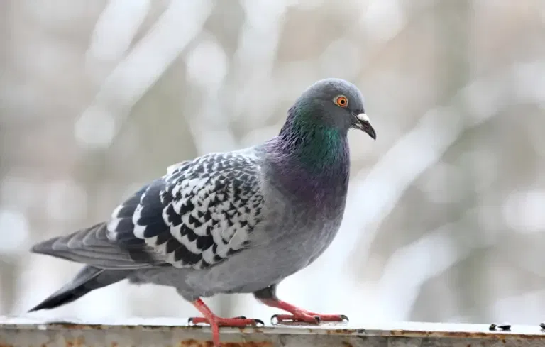 Dépigeonnisation et protection volatiles​